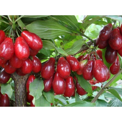 Drieň jedlý Shan, výška 50-70 cm, kvetináč 2 l