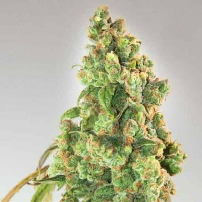Expert Seeds Nurse Lilly CBD semienka neobsahujú THC 10 ks