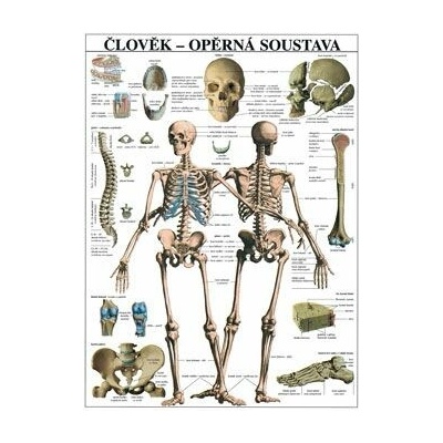 Člověk - opěrná soustava