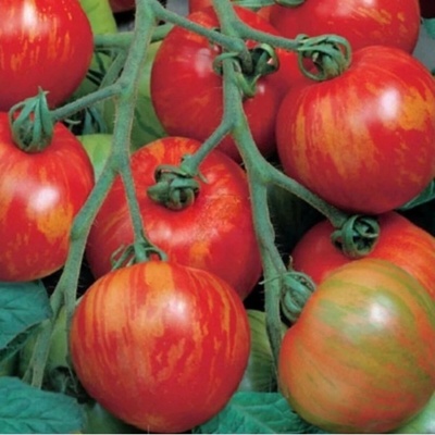 Rajče tyčkové melounové Duo - Lycopersicon esculentum mill - semena rajčete - 35 ks