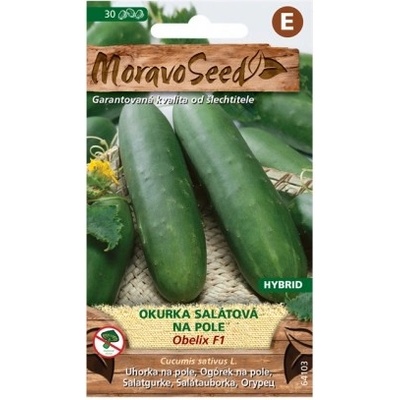 MoravoSeed Okurka salátová OBELIX F1 - hybrid, na pole 64103