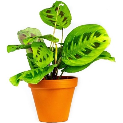 Gardners Marantha leuconeura Kerchoveana, průměr 12 cm Maranta, Modlivka