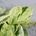 Epipremnum Pothos Snow Queen