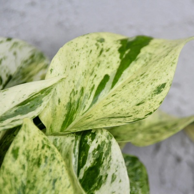 Epipremnum Pothos Snow Queen