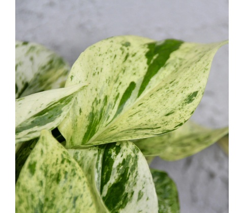 Epipremnum Pothos Snow Queen