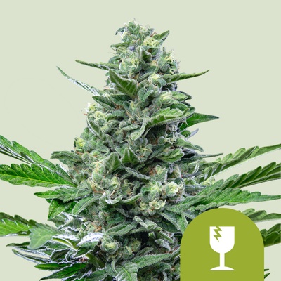 Royal Queen Seeds Royal Critical Automatic 0 % THC 5 ks Balenie: 1 ks