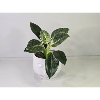 Philodendron White Measure