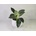Philodendron White Measure