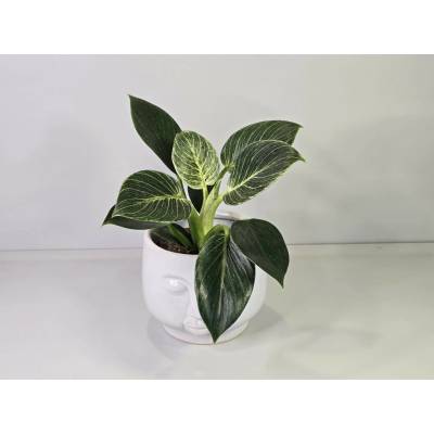 Philodendron White Measure