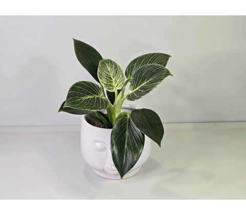 Philodendron White Measure