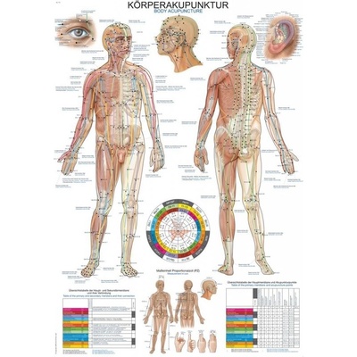 Schéma - akupunkturní body těla Papír bez lišty