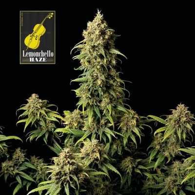 SEEDSMAN Lemonchello Haze semienka neobsahujú THC 3 ks