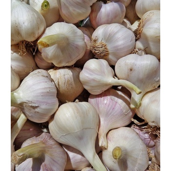 Sadbový cesnak Arno - Allium sativum - nepaličiak - predaj cibulí cesnaku - 1 balenie