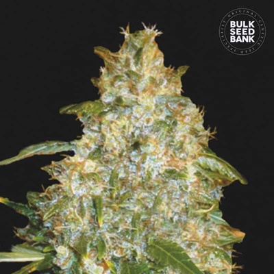 Bulk Seed Bank Auto Good Wild Shark semienka neobsahujú THC 100 ks