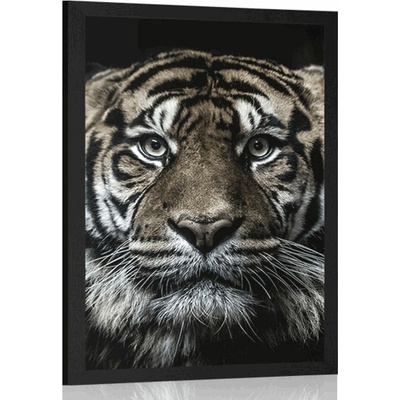 Plagát tiger