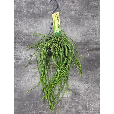 Rhipsalis Paradoxa závěs