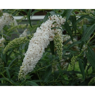 Buddleja davidii 'Free Petite'Snow White'® Prodejní velikost: 020/030, Velikost hrnku: 3 l