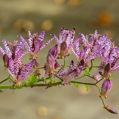 Liliovka srstnatá Tricyrtis hirta prodej prostokořenných sazenic 1 ks