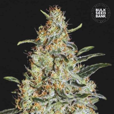 Bulk Seed Bank New's Haze semena neobsahují THC 10 ks