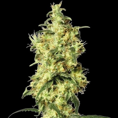 White Label White Widow Automatic semena neobsahují THC 5 ks