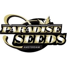 Paradise Seeds Nebula II CBD semena neobsahují THC 5 ks