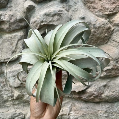 Tillandsia xerographica Malá