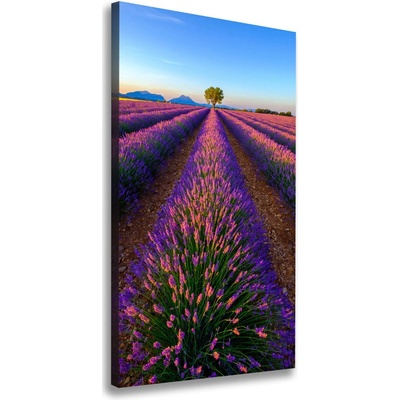 Vertikálny foto obraz canvas Pole levanduľe 50x100 cm