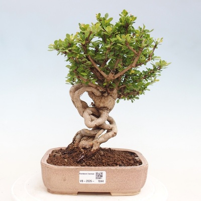 e-bonsai Venkovní bonsai - Berberis coreana - Dřištál korejský