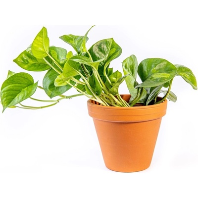 Gardners Epipremnum Global Green, průměr 12 cm Šplhavník, Šplhavnice zlatá