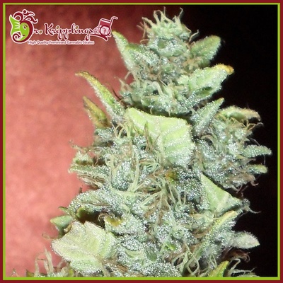 Dr. Krippling Seeds Bubba Gum AUTO semena neobsahují THC 5 ks