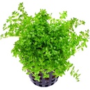 Micranthemum micranthemoides