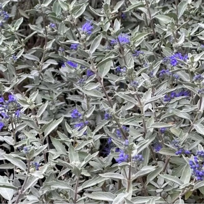 Caryopteris clandonensis 'Sterling Sillver'® 20-30 VKR2L