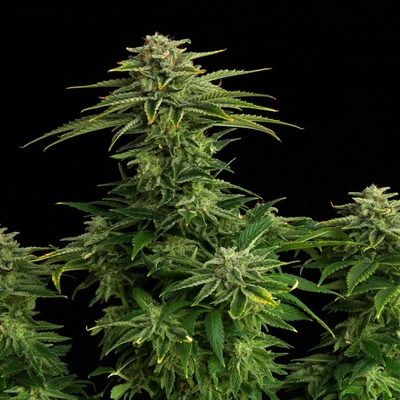 Kannabia Seeds Zkittlez semena neobsahují THC 25 ks