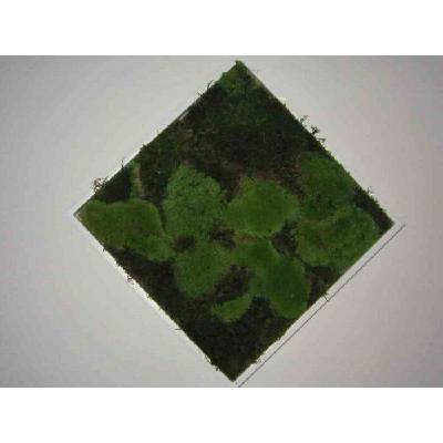 Pomněnka Naturalis Obraz z mechu 35x35 cm