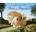 Guinea Pig Pride & Prejudice
