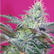 Sweet Seeds Sweet Cheese Fast Version semena neobsahují THC 5 ks