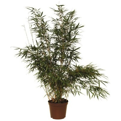 Bambus, fargesie FloraSelf Fargesia robusta 'Campbell' výška 80-100 cm kvetináč 7,5 l