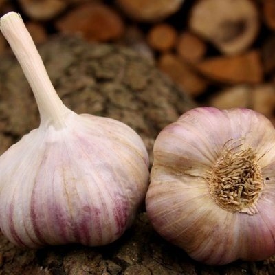 Sadbový česnek Vekan Allium sativum paličák 1 balení