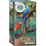 EUROGRAPHICS - Puzzle Macaws - 250 piese
