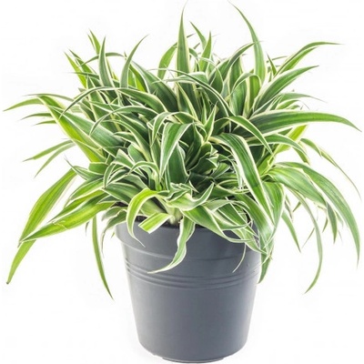 Zelenec, Chlorophytum comosum Ocean, průměr květináče 15 cm