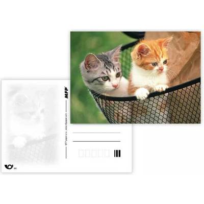 MFP paper s.r.o. Pohlednice - zvířata mix Koťata