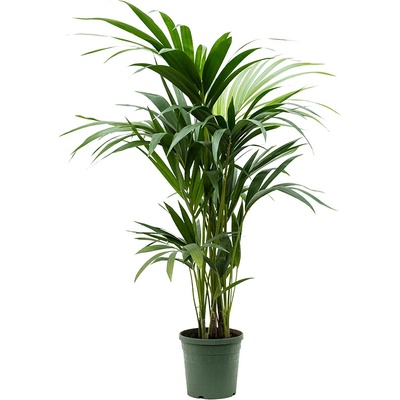 Howea forsteriana 24x140 cm