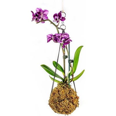 Gardners Kokedama Phalaenopsis (L) Falenopsis, můrovec 1 ks