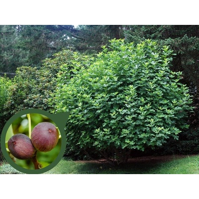 Figovník Turca 30-40 cm, kont. 2 l