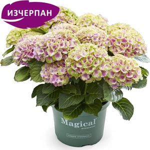 Magical® Jewel Pink - Magical® Хортензия Мacrophylla