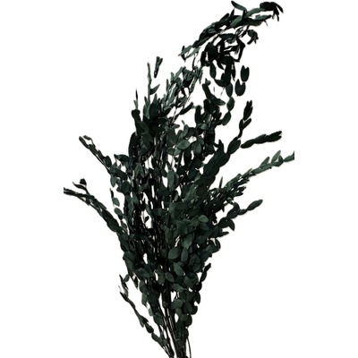 Eucalyptus parvifolia stabilizovaný 100 gr. tmavě zelený