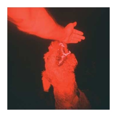 Eli Winter - A Trick Of The Light LP
