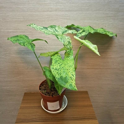 Syngonium Mottled č4