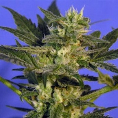 KC Brains Seeds K.C. 45 regular semienka neobsahujú THC 5 ks