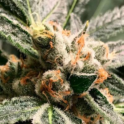 R-Kiem Seeds Dark Kush AUTO semena neobsahují THC 3 ks
